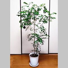 【お取引中】観葉植物　シルクジャスミン（ゲッキツ）135センチの画像