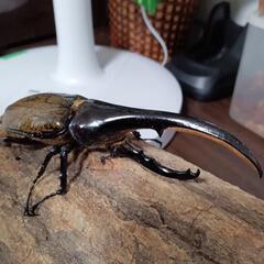 売却済　ヘラクレスヘラクレス２の画像