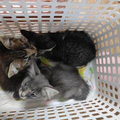 急募☆子猫1ヶ月半　残り1匹います　里親無料