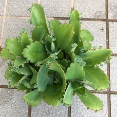 多肉植物🪴子宝草の画像