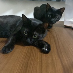 千歳市里親様募集、黒猫2才2匹姉妹