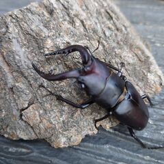 ♂のサイズ67mmノコギリ水牛大型１ペアの画像