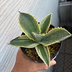 アガベ　サルミアナリップルエフェクト　子株 アガベ サルミアナリップルエフェクト 子株 【公式通販】