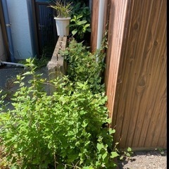 草刈り、草むしりお困りではございませんか？