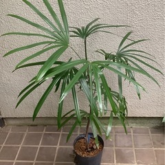 シュロチク　※要掘り出し、引き取り限定！ flower様専用シュロチク 棕櫚竹 8号鉢 22 観葉植物 - メルカリ