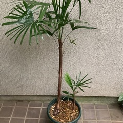 シュロチク　※要掘り出し、引き取り限定！ シュロチク 棕櫚竹 8号鉢 19 観葉植物