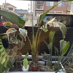 ストレリチア　オーガスタ　株分け　ガーデニング　観葉植物　庭の画像