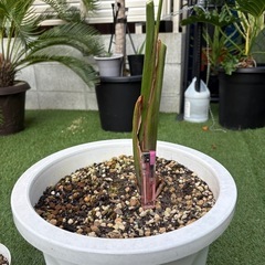 ストレリチア　オーガスタ　株分け　ガーデニング　観葉植物　庭の画像