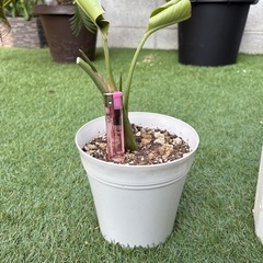 ストレリチア　オーガスタ　株分　観葉植物　庭　ガーデニング　の画像
