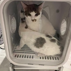 自動ペットドライヤーの画像