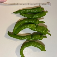 万願寺とうがらし　10本　の画像