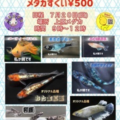 ❤️‍🔥上原メダカ　3周年イベント　７月２０日🔥