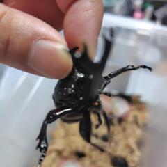 成虫のカブト虫♂♀（単品）の画像