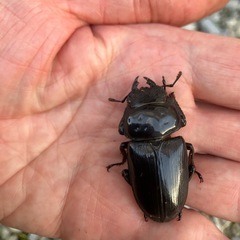 オオクワガタ　ペア　久留米産（少し訳あり）の画像