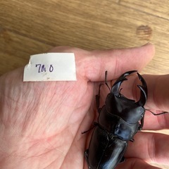 オオクワガタ　ペア　久留米産（少し訳あり）の画像