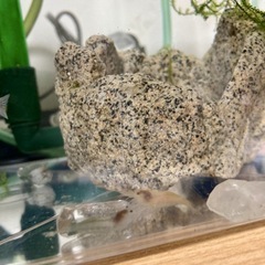 エビ2匹