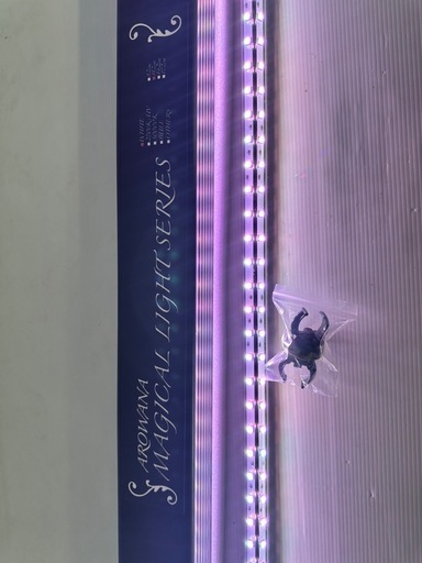 マジカルレッドライト 1200