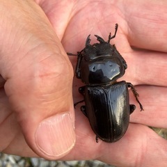 オオクワガタ　ペア　久留米産の画像