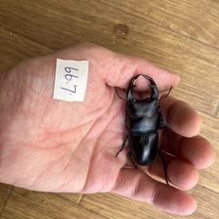 オオクワガタ　ペア　久留米産の画像