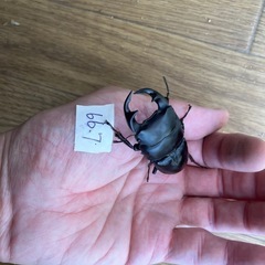 オオクワガタ　ペア　久留米産の画像