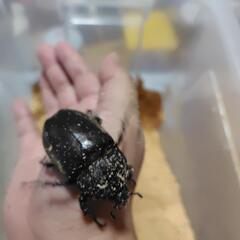 成虫のカブト虫♂♀（単品）の画像