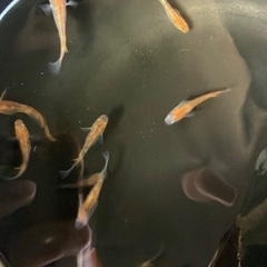三色ラメ　選外　成魚　9匹セット　お買い得　800円の画像