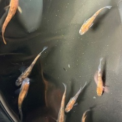 三色ラメ　選外　成魚　9匹セット　お買い得　800円の画像