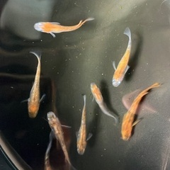 三色ラメ　選外　成魚　9匹セット　お買い得　800円の画像