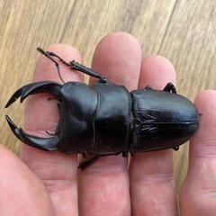 オオクワガタ　ペア　久留米産の画像
