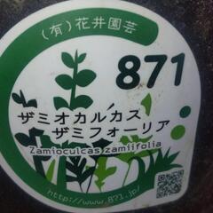 ザミオクルカス 約85センチの画像