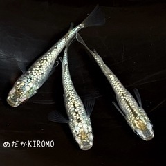 シャンパンゴールドラメメダカ 稚魚10匹 ※2025年生まれ②の画像