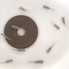 シャンパンゴールドラメメダカ 稚魚10匹 ※2025年生まれ②の画像