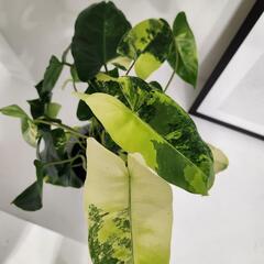 フィロデンドロン　バールマルクスの画像