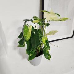 フィロデンドロン　バールマルクス