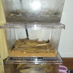 値下げ☆ノコギリクワガタ、ヒラタクワガタ、コクワガタ愛知県天然採集の画像