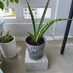 サンスベリア🌿の画像