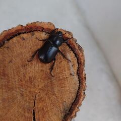 コカブトの画像