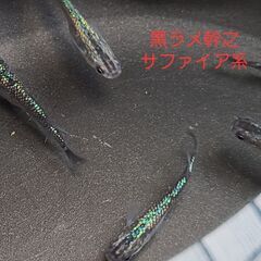 【メダカ】黒ラメ幹之サファイア系　成魚の画像