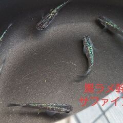 【メダカ】黒ラメ幹之サファイア系　成魚の画像
