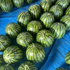 スイカ《7/10追記あり》