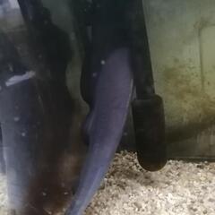 ☆超特大!!ほぼMAX!!☆古代魚ブラックゴースト☆独特の魅力がある熱帯魚ですの画像