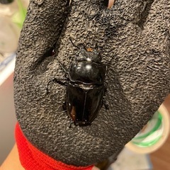 【後食済】タランドゥスオオツヤクワガタ　ペアの画像