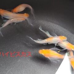 【メダカ】先着1名様限定　ハイビスカス　若魚の画像