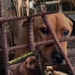 猟犬成犬飼い主さん募集(5匹)日曜日までに。