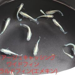 【メダカ】マリアージュキャッシングワイドフィンエメラルドフィン(エメキン)　成魚2000円の画像