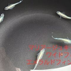【メダカ】マリアージュキャッシングワイドフィンエメラルドフィン(エメキン)　成魚2000円の画像