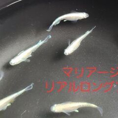 【メダカ】マリアージュリアルロングフィン　成魚の画像
