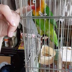 決まりました　ボタンインコの里親募集