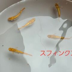 【メダカ】先着1名様限定　スフィンクス　成魚の画像