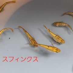 【メダカ】先着1名様限定　スフィンクス　成魚の画像